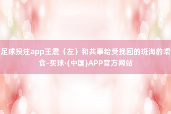 足球投注app王震（左）和共事给受挽回的斑海豹喂食-买球·(中国)APP官方网站